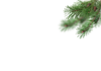 Soft focus pine branch with small cones in upper right corner on clean white background, slightly blurred needles creating minimal natural winter frame with copy space for Christmas greeting cards,