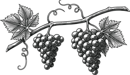 Obraz premium Dark silhouette of two grape bunches on a leafy vine isolated against a black background.