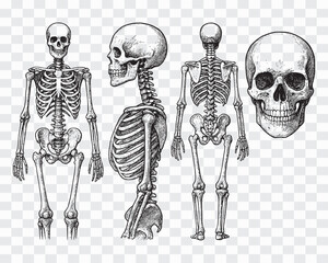 Engraved Human Skeleton & Skull Collection | Retro Medical Art Detailed Bone Structure Illustration Pack | Vintage Anatomy Graphics