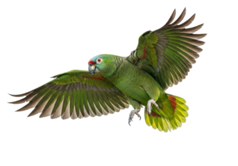 Vibrant green amazon parrot, blue-grey head, red eye patch, wings extended, splayed talons, mid-flight, transparent background, copy space, concept of natural freedom