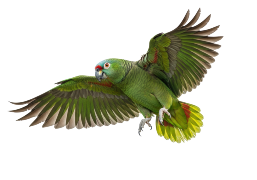 Vibrant green amazon parrot, blue-grey head, red eye patch, wings extended, splayed talons, mid-flight, transparent background, copy space, concept of natural freedom