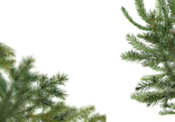 Spruce branche creating diagonal frame from left bottom and right top on white background, slightly blurred foliage on left with copy space, natural winter and Christmas layout ideal for greeting card