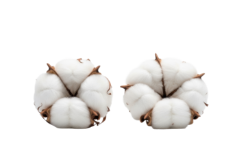 Two transparent, fluffy cotton bolls with dark brown stems and shriveled pods, softly reflected on a polished white background with high-key studio lighting. Concept of natural purity and organic
