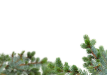 Soft focus green fir tree branches on white background with generous copy space, blurred lower foliage creating a minimal natural winter and Christmas border perfect for greeting cards, web banners,