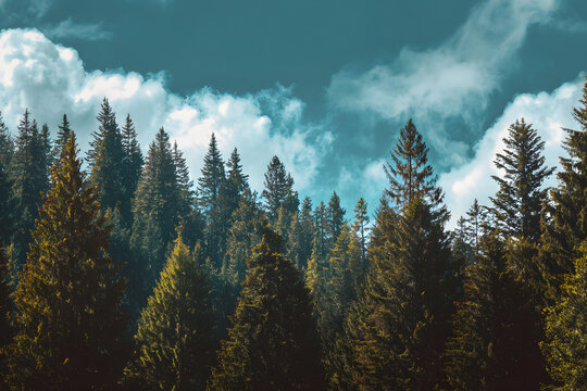 a forest with a few trees and a blue sky