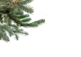 Green fir tree branch isolated on clean white background with copy space, minimal natural border for winter and Christmas designs, close up conifer needles perfect for greeting cards, posters, headers