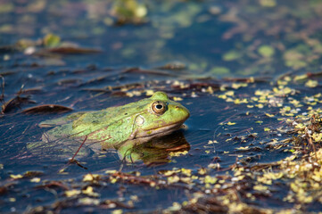 A green water frog floating in a pond surrounded by aquatic plants.