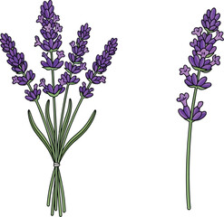 Obraz premium Two sprigs of lavender isolated on white background for floral design