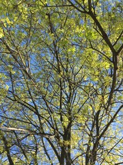 A young maple crown featuring thin branches covered with young fresh spring leaves against the blue sky in the background; a low-angle vertical photo celebrating new season for nature-themed articles.