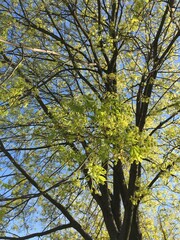A young maple crown featuring thin branches covered with young fresh spring leaves against the blue sky in the background; a low-angle vertical photo celebrating new season for nature-themed articles.