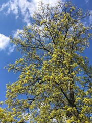 A young maple crown featuring thin branches covered with young fresh spring leaves against the blue sky in the background; a low-angle vertical photo celebrating new season for nature-themed articles.