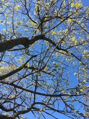 A young maple crown featuring thin branches covered with young fresh spring leaves against the blue sky in the background; a low-angle vertical photo celebrating new season for nature-themed articles.