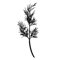 Dill plant monochrome botanical fragrant herb drawing isolated on white background. Graphic hand drawn ink black and white vector. Good for cooking, restaurant, menu, garden, package, spa, decoration