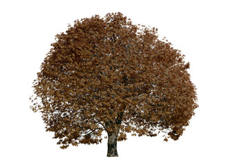 Horse chestnut tree isolated on transparent background. Autumn version. Nature concept.