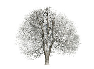 Horse chestnut tree isolated on transparent background. Winter version. Dry tree. Nature concept.