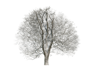 Horse chestnut tree isolated on transparent background. Winter version. Dry tree. Nature concept.