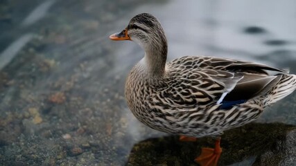 A female mallard duck with mottled brown plumage standing on a rock by the water, orange bill and feet.
