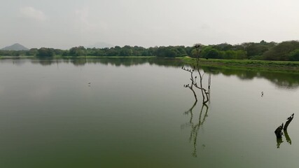 Sri Lanka lateral view across a lake where multiple perching birds occupy standing branches and faint hill reflections stretch across the calm surface