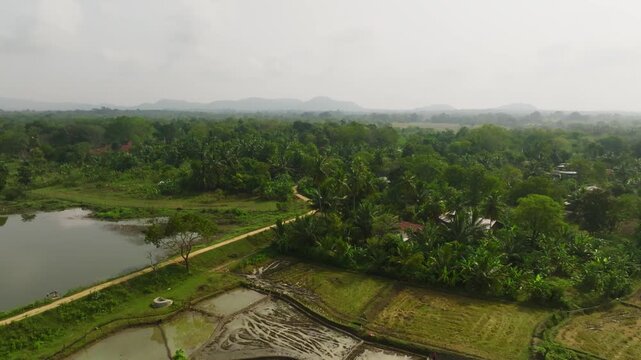 Sri Lanka drone view over flooded rice plots near a lagoon with straight embankment path, scattered trees and distant low hills in light haze