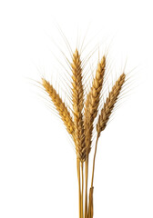 Golden ripe wheat ears and healthy stalks with individual kernels and natural striations on a transparent background with soft studio light, creamy bokeh. Concept of natural purity and agricultural
