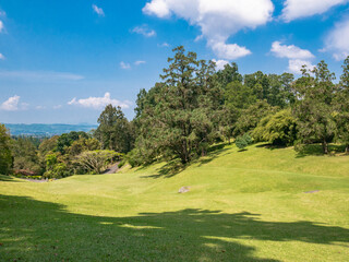 Rolling green grassy hills with scattered trees under clear sky in a tropical botanical garden