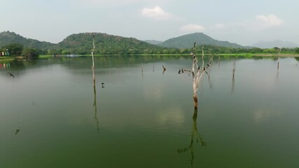 Sri Lanka aerial drifting past tree snags in a tranquil reservoir; green banks and layered hills form the backdrop with soft cloud reflections on the water