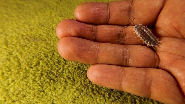 Macro shot of a woodlouse calmly crawling on a human finger, showing its harmless behavior and detailed segmented body. Perfect for nature footage, biology education, and insect behavior studies.