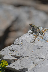 A spotted gray and yellow lizard (Laudakia stellio) warms itself in the sun on the edge of a steep rock.