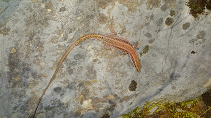 A slender, long-tailed lizard resting on a mossy, light-colored rock. Camouflage and adaptation in nature.