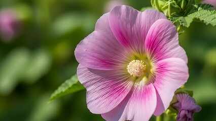 Vibrant pink hollyhock flower with deep pink veins and a yellow center bloom petal