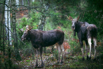 Mammals two male bulls Elk Moose ( Alces alces ) North part of Poland, Europe forest in autumn time