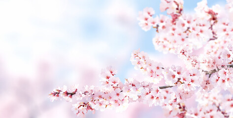 Beautiful nature spring background with a branch of blooming sakura. Horizontal banner with cluster of sakura flowers of pink color on sunny backdrop. Sakura blossoming season in Japan