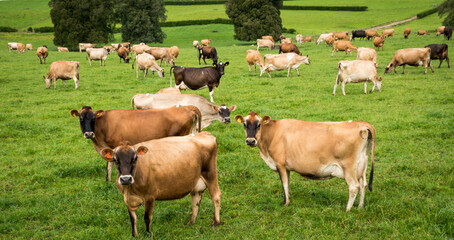 Fototapeta premium Herd of Jersey and Jersey cross dairy cows grazing in green grass