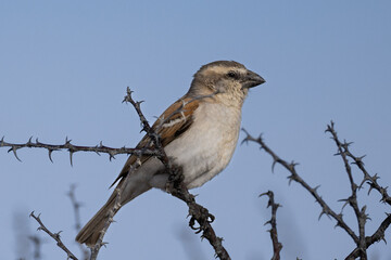 The Great Sparrow (Grootmossie) (Passer motitensis), also known as the southern rufous sparrow, is found in southern Africa in dry, wooded savannah and towns, seen here near Okaukuejo in the Etosha Na
