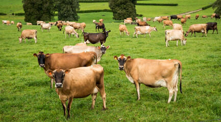 Herd of Jersey and Jersey cross dairy cows grazing in green grass