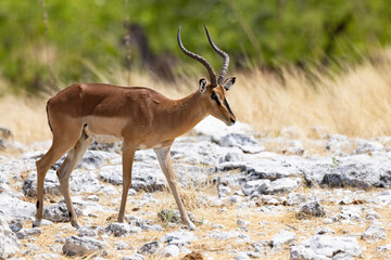 The larger and darker black-faced impala (Rooibok) (Aepyceros melampus), which lives in slightly more arid, scrubland environments, seen here near Okaukuejo in the Etosha National Park, Namibia