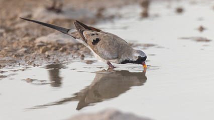 Namaqua Dove (Namakwaduifie) (Oena capensis) drinking at Aus waterhole near Okaukuejo in the Etosha National Park, Namibia