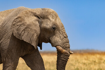 African elephants, are members of the genus Loxodonta, these are African bush elephants (L. africana), drinking, bathing, playing, dusting at Okaukuejo waterhole in the Etosha National Park, Namibia