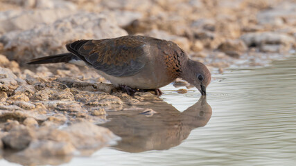 Laughing Dove (Rooiborsduifie) (Spilopelia senegalensis) drinking at Aus waterhole near Okaukuejo in the Etosha National Park, Namibia