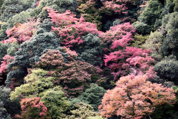 箕面の滝の風景