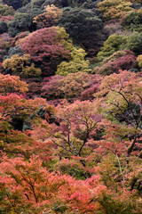 箕面の滝の風景