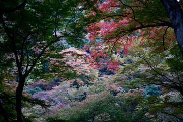 箕面の滝の風景