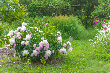 Blooming pink peony flowers (Paeonia lactiflora) are clustered in a lush green garden. 