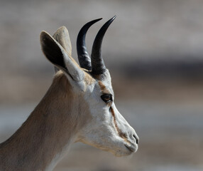 Close-up portrait of a springbok or springbuck (Antidorcas marsupialis), an antelope found mainly in south and southwest Africa near Okaukuejo in the Etosha National Park, Namibia