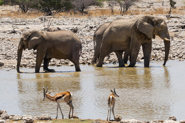 African elephants, are members of the genus Loxodonta, these are African bush elephants (L. africana), drinking, bathing, playing, dusting at Okaukuejo waterhole in the Etosha National Park, Namibia