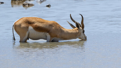 A springbok or springbuck (Antidorcas marsupialis), an antelope found mainly in south and southwest Africa, drinking at Okaukuejo waterhole in the Etosha National Park, Namibia