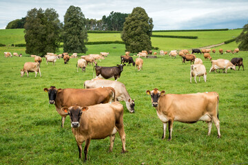 Herd of Jersey and Jersey cross dairy cows grazing in green grass