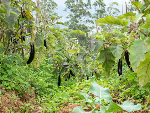 A low-angle view down a lush farm aisle, showing numerous dark eggplants (aubergine) hanging from healthy plants, framed by green foliage. Focus on organic growth and depth of field