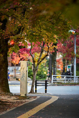 大坂府吹田市の紅葉