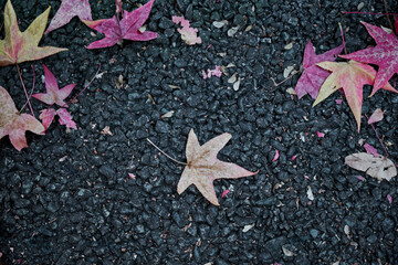 大坂府吹田市の紅葉